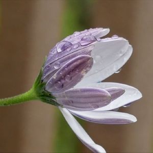 Meet your Posher, Lena